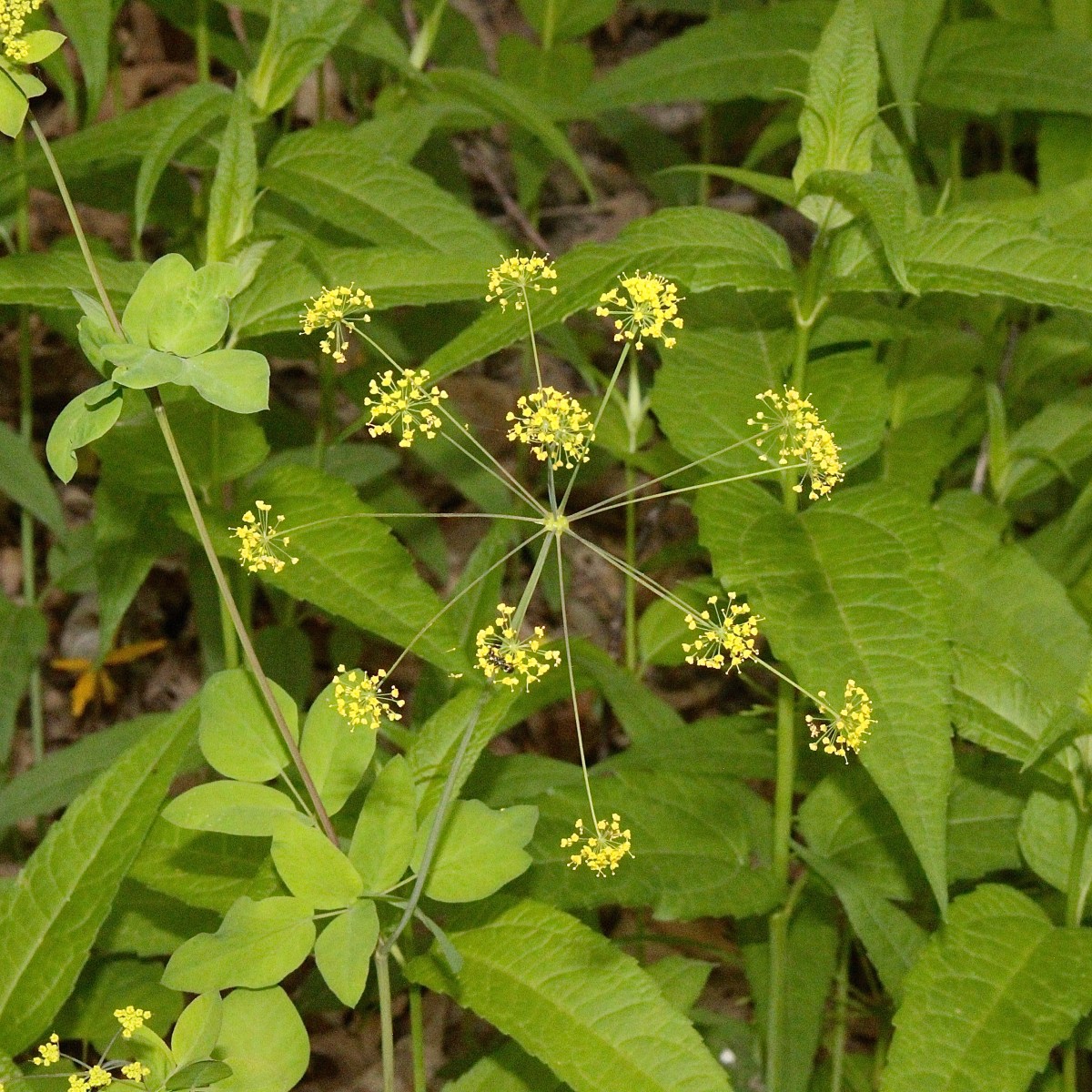 Profusion of Pimpernel: a Quad Cities Restoration&nbsp;Inspiration