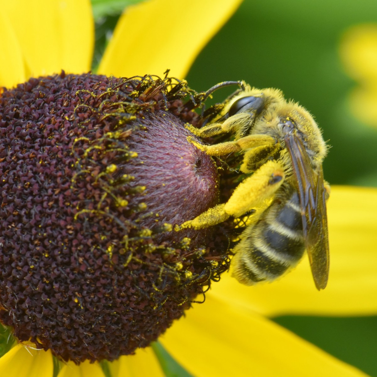 Quad Cities Citizen Science Biodiversity&nbsp;Projects